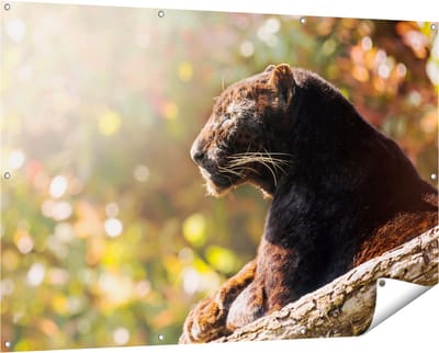Gards Tuinposter Zwarte Panter vanaf de Zijkant - 150x100 cm - Tuindoek - Tuindecoratie - Wanddecoratie buiten - Tuinschilderij