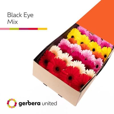 50x Gerb.mix var.op rij 40cm