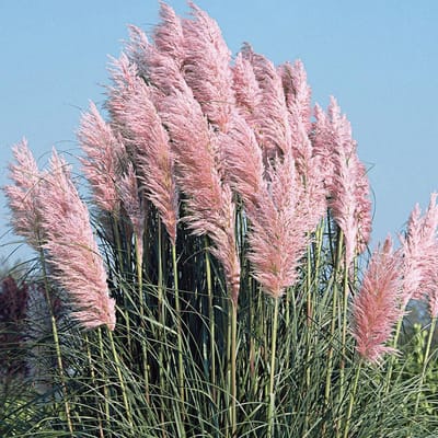 6 x Cortaderia selloana 'Rosea' - Pampasgras pot 9 x 9 cm - Elegante Roze Pluimen in de Tuin