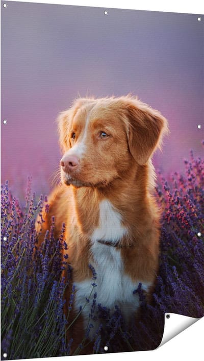 Gards Tuinposter Retriever Hond tussen de Lavendel Bloemen - 100x150 cm - Tuindoek - Tuindecoratie - Wanddecoratie buiten - Tuinschilderij