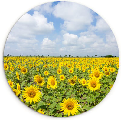 WallCircle® Wandcirkel 30x30 cm - Muurcirkel Zonnebloemen - Bloemen - Wolken - Natuur - Geel - Landschap - Muurdecoratie woonkamer - Wanddecoratie slaapkamer - Kamer decoratie accessoires - Ronde schilderijen