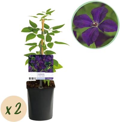 Plantenboetiek.nl | Klimplant - Clematis vit. Polish Spirit - Bloem Roze - Weinig onderhoud -2 planten - Pot 11cmcm - Ø10cm - 30-40cm hoog - Tuinplant