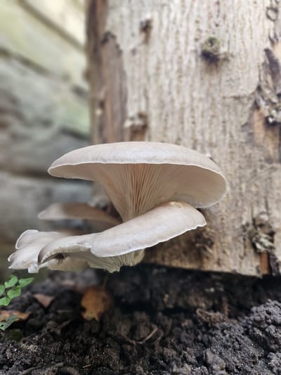 25 pluggen voor Grijze oesterzwam - Pleurotus ostreatus deuvels voor het kweken van paddenstoelen op boomstammen