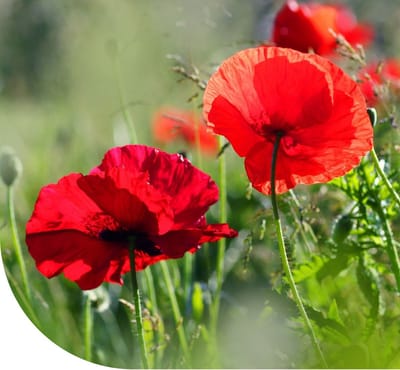 MRS Klaproos zaad (Papaver rhoeas) 10 gram - Poppy seeds - Rode bloemen - Makkelijke bloemzaden - Ideaal voor bijen- en bloemenweides