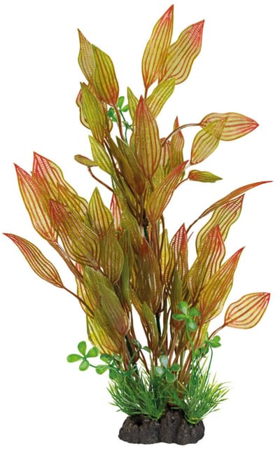 Superfish Art plant Henkelianus 40cm