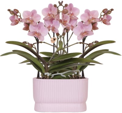Kolibri Orchids | Roze orchideeënset Diabolo Twin Pink | 2× oudroze Treviso Ø9cm – incl. waterreservoir