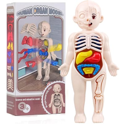 Menselijk Orgaan Onderwijs Montessori 3D Puzzel Menselijke Anatomie Model Onderwijs Leren Orgaan Assemblage Speelgoed Lichaam Lesmateriaal gray