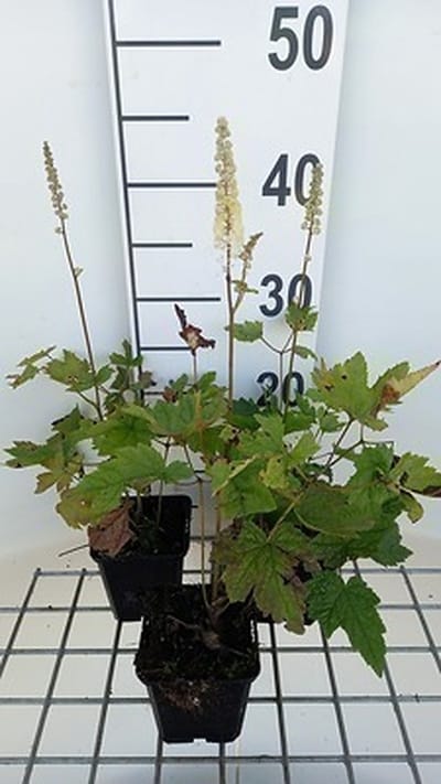 6x Zilverkaars - Actaea racemosa 'Cordifolia' | 9x9 cm pot