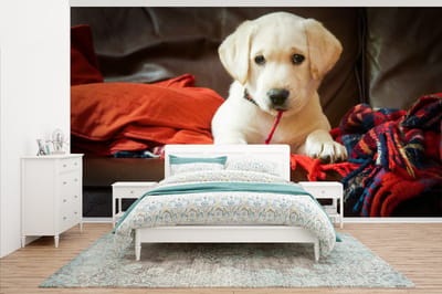 Behang - Fotobehang Labrador puppy met deken - Breedte 395 cm x hoogte 220 cm