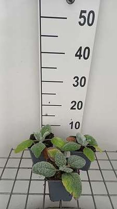 6x Struiksalie - Salvia argentea | 9x9 cm pot
