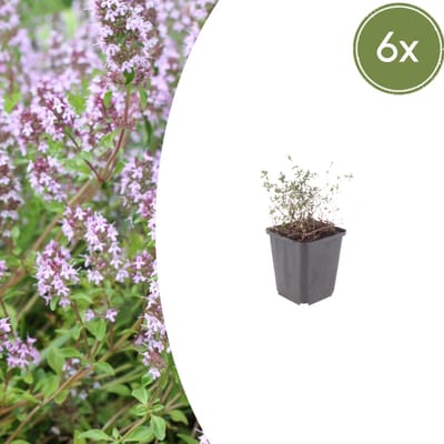 Tuinplantenshop.com | Thymus vulgaris | 6 stuks - Ø9cm - 10-25cm hoog - Tuinplant