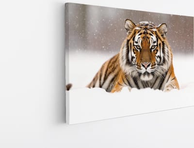 Saammp Canvas Schilderij - Jonge Tijger in de sneeuw - Natuur - Dieren - 30x20 - Foto op canvas - Wanddecoratie - muurdecoratie Woonkamer - Slaapkamer decoratie - Canvas Print
