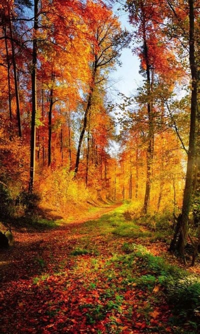 Fotobehang - Forest Walk 150x250cm - Vliesbehang