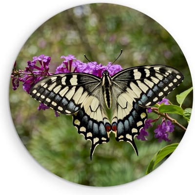 Saammp Muurcirkel Hout - Vlinder - Bloemen - Dieren - Ø 90 - Wandcirkel - Wanddecoratie Cirkel - muurdecoratie Woonkamer - Slaapkamer decoratie - Rond Schilderij