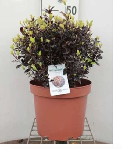2 x Pittosporum ten. 'Dark Diva'® - Australische Laurier 25- 30 cm in pot