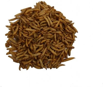 Tweetfeed Nutri Worms 5KG
