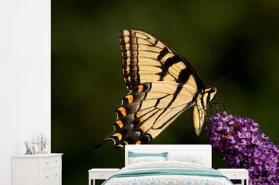 Behang - Fotobehang Papilio glaucus vlinder op een paarse vlinderstruik - Breedte 265 cm x hoogte 240 cm