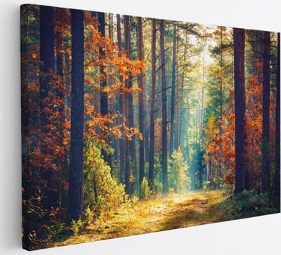 Saammp Canvas Schilderij -Bos - Zonlicht - Herfst - Landschap - Natuur - 30x20 - Foto op canvas - Wanddecoratie - Muurdecoratie Woonkamer - Slaapkamer decoratie - Canvas Print