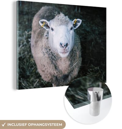 MuchoWow® Glasschilderij 40x30 cm - Schilderij acrylglas - Schaap - Dieren - Vee - Foto op glas - Schilderijen