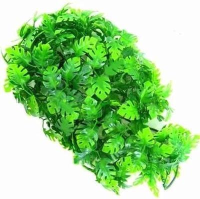 Zoomed Naturalistic flora - Amazonian phyllo - Large - terrariumplant