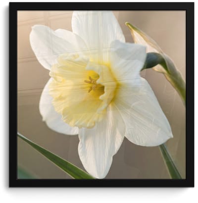 Poster in lijst - Fotolijst 40x40 cm - Posters - Narcis - Bloem - Minimalistisch - Posterlijst zwart - Decoratie - Wanddecoratie woonkamer - Muurdecoratie slaapkamer