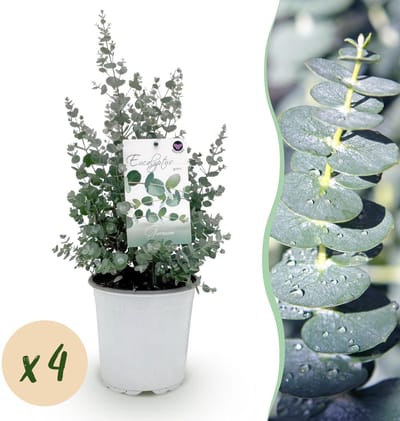 Green boutiQ - Terrasplant - Eucalyptus boom - Eucalyptus gunni - Grijs - 4 Planten - Winterhard - Pot 17cm Hoogte 40cm