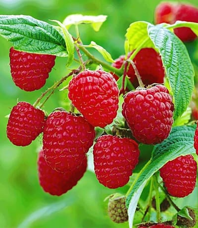 Frambozenplanten Twee keer - Herfstframbozen - Fruit Plukken - Twee Oogsten Per Jaar - 3 Planten - Groen