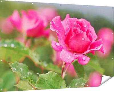 Gards Tuinposter Roze Roos met Waterdruppels - 180x120 cm - Tuindoek - Tuindecoratie - Wanddecoratie buiten - Tuinschilderij