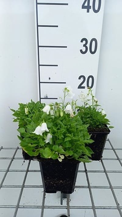 6x Klokje - Campanula cochl. 'White Baby' | 9x9 cm pot