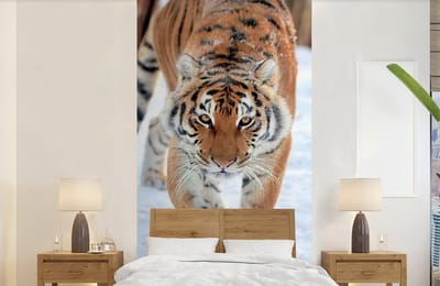 Behang - Fotobehang Tijger - Sneeuw - Dieren - Breedte 120 cm x hoogte 240 cm