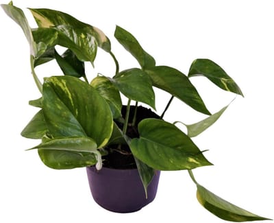 Plantenboetiek.nl | Scindapsus (Epipremnum) Aureum - Ø12cm - 25cm hoog - Kamerplant - Groenblijvend
