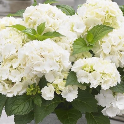8 x Little Hortensia XS Wit - Boerenhortensia Winterhard - Hydrangea macrophylla 'Little White' in C2(liter) liter pot met hoogte 10-20cm