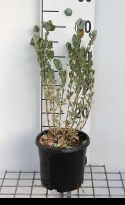 Atriplex halimus - Tuinmelde 60- 80 cm in pot
