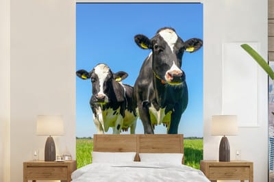 Behang - Fotobehang Koeien - Weiland - Gras - Dieren - Boerderij - Breedte 145 cm x hoogte 220 cm