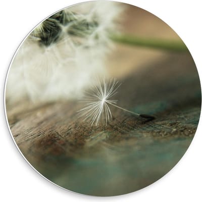 Forex Wandcirkel - Liggende Paardenbloem - 30x30cm Foto op Wandcirkel (met ophangsysteem)