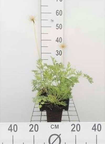 6x Wildemanskruid - Pulsatilla vulg. 'Alba' | 9x9 cm pot