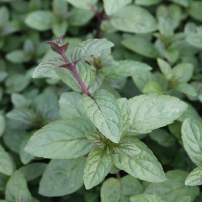 6 x Mentha Piperita 'Nigra' - Zwarte Pepermunt - kruidenplanten - tuinplanten