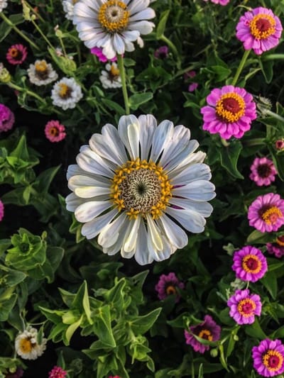 Thumbelina Zinnia Zaden - Bloemenzaadjes Zinnia - Bloementuin Aankleden - Niet-GMO Erfgoed - Ongeveer 200 zaden - Gemengd