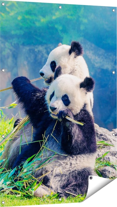 Gards Tuinposter Twee Panda's Eten Bamboe Riet - 80x120 cm - Tuindoek - Tuindecoratie - Wanddecoratie buiten - Tuinschilderij
