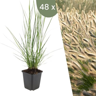 Plants by Frank | 48 Lampenpoetsergras Planten | Pennisetum alopecuroides 'Hameln' | Winterharde bodembedekker planten | tuinplanten | Siergrassen | Winterharde vaste planten meerjarig | Winterharde tuinplanten