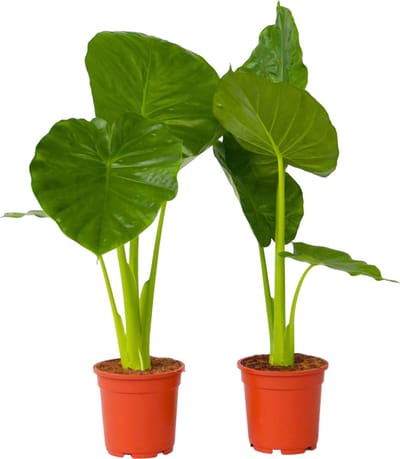 Plant in a Box - Alocasia Odora - Set van 2 - Groene kamerplant met grote groene bladeren - Pot 17cm - Hoogte 55-75cm