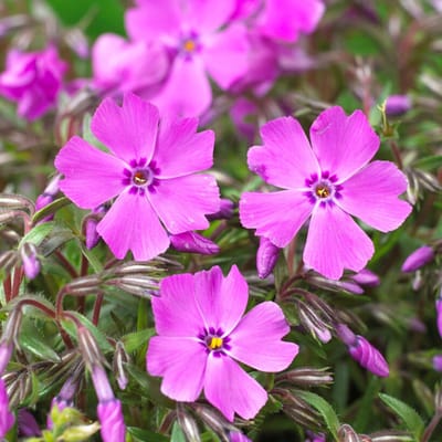 Kussenphlox (Phlox subulata) - Phlox Mac Daniels Cushion - Kruipende Vlambloem - Vaste planten - Bijen-Vlinders - Geurend - Bodembedekkers
