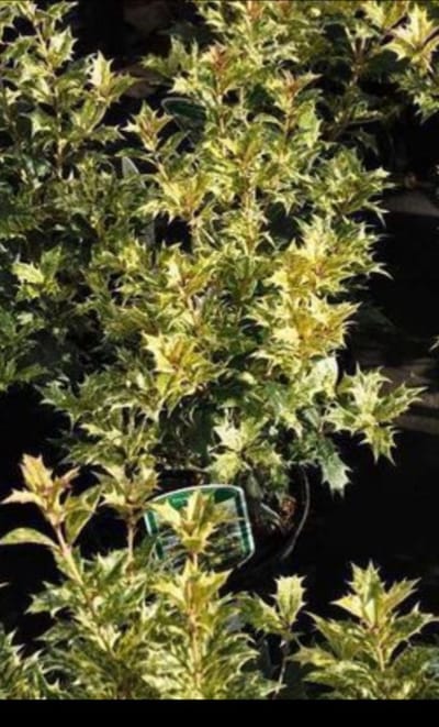 Osmanthus het. 'Goshiki' ('tricolor') - Schijnhulst 20- 25 cm in pot