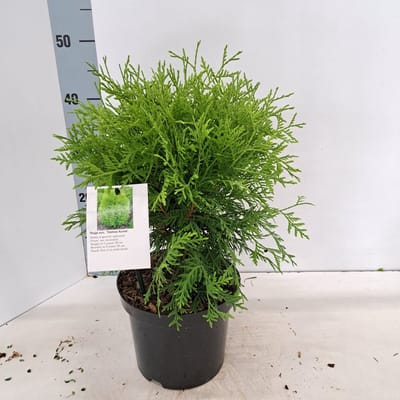 Thuja occ. ‘Danica Aurea’ - Levensboom | 30-40 cm pot