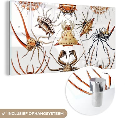 MuchoWow® Glasschilderij 40x20 cm - Schilderij acrylglas - Retro - Spin - Ernst Haeckel - Spinnen - Foto op glas - Schilderijen