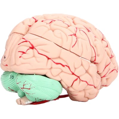 Menselijk Hersenmodel Anatomie voor Kinderen Neurowetenschappelijk Onderzoek Schedel Toegewijde Mal voor School Thuis white