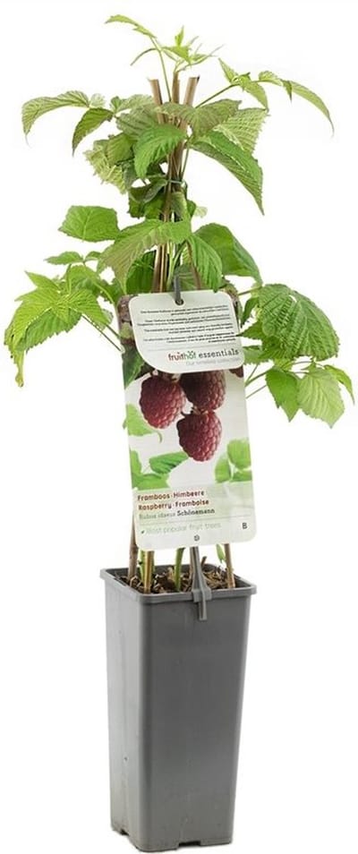 Framboos Schönemann – Zomerframboos – Rubus idaeus – Zoete Rode Frambozen