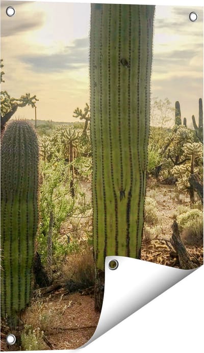Gards Tuinposter Cactus Planten in het Wild - 40x60 cm - Tuindoek - Tuindecoratie - Wanddecoratie buiten - Tuinschilderij