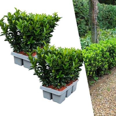 Groene Kardinaalsmuts - Haagplanten Buxusvervanger - Dichte Tuinafscheiding - Winterhard Groenblijvend - 150 cm Hoog - Donkergroen