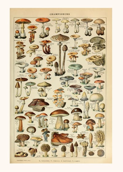 Vintage Poster Champignon Groenten - Paddenstoelen Natuur Botanisch Millot - Plant & Tuin - 50x70 cm